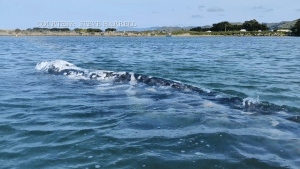 Unforgettable Encounter: Kayaking with a Gray Whale in Morro Bay